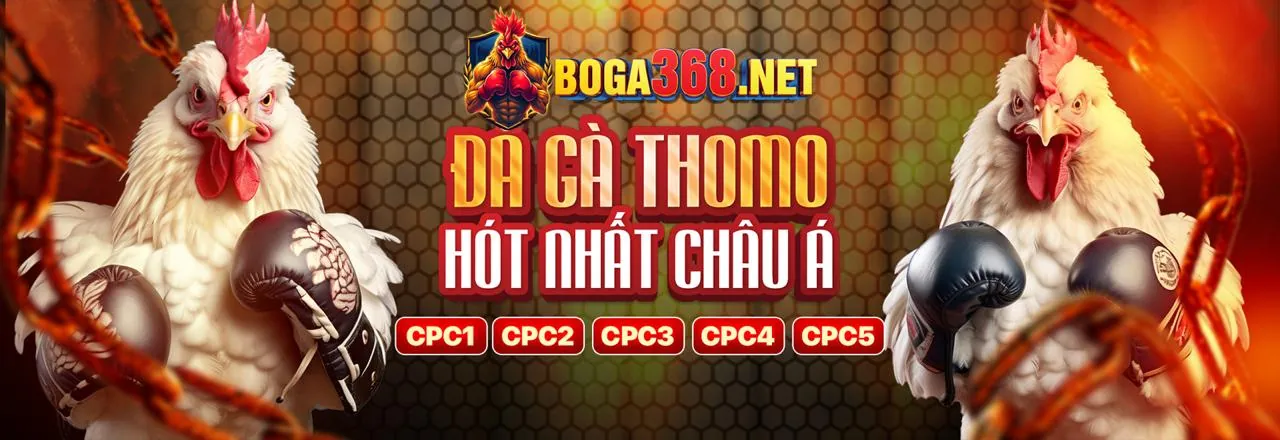 Sân đấu đá gà trực tuyến đầy kịch tính tại vn365